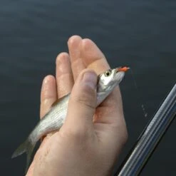 Cresta Spaghetti Worms -Vissen Winkel 3953085Cresta Spaghetti Worms 4