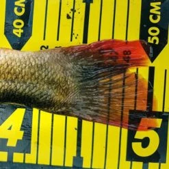 Spro Ruler 150cm -Vissen Winkel 3979834Spro Ruler 150cm 2